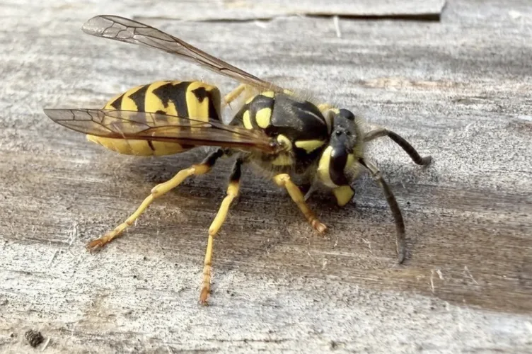 What’s all the buzz about yellowjackets this fall?